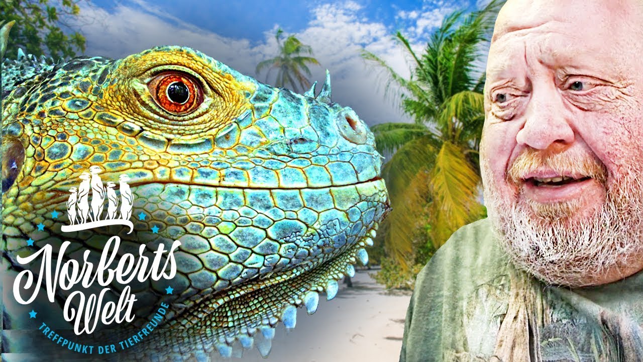 EINER DER LETZTEN 25 BLAUEN LEGUANE! | GRÜNER LEGUAN | NORBERTS WELT | Zoo Zajac