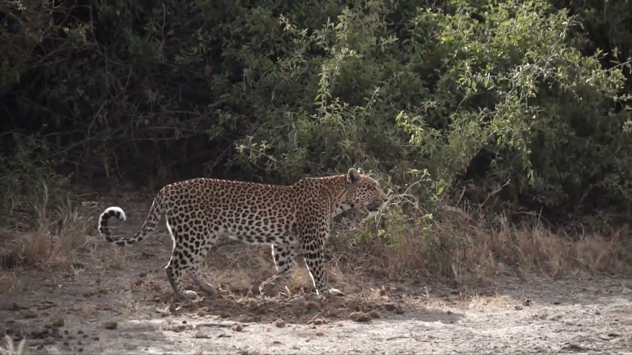 Camp Savuti | East Cape Tours