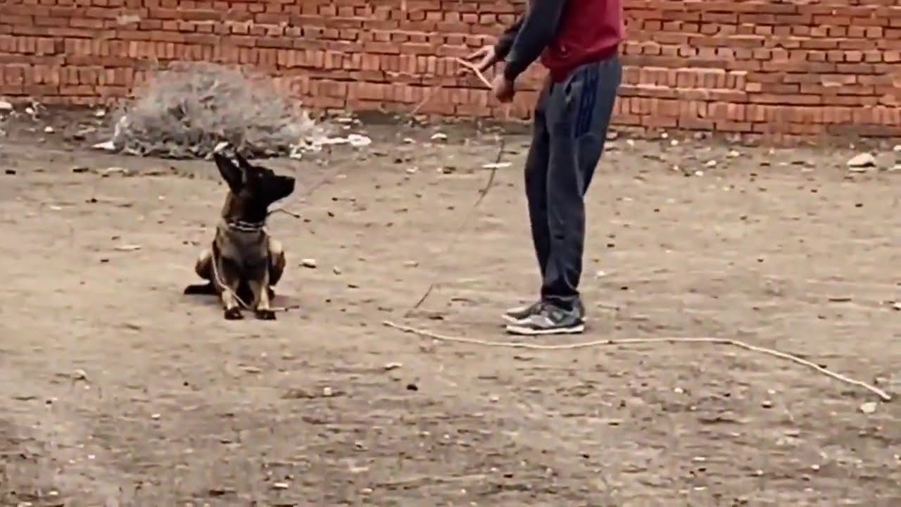 تعديل سلوك كلب مالينو شرس ومجنون بيهاجم الناس في الشارع