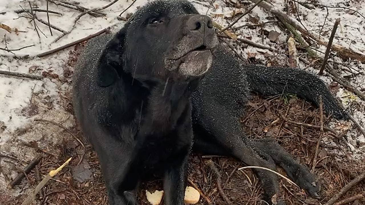 Rescue Poor Dog is Trembling, Hurt, Scared and Lonely in Cold Forest While They Waited For Help