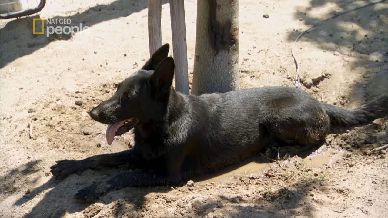 Pies zaczynał szaleć w towarzystwie swojej pani [Cesar Millan na ratunek]