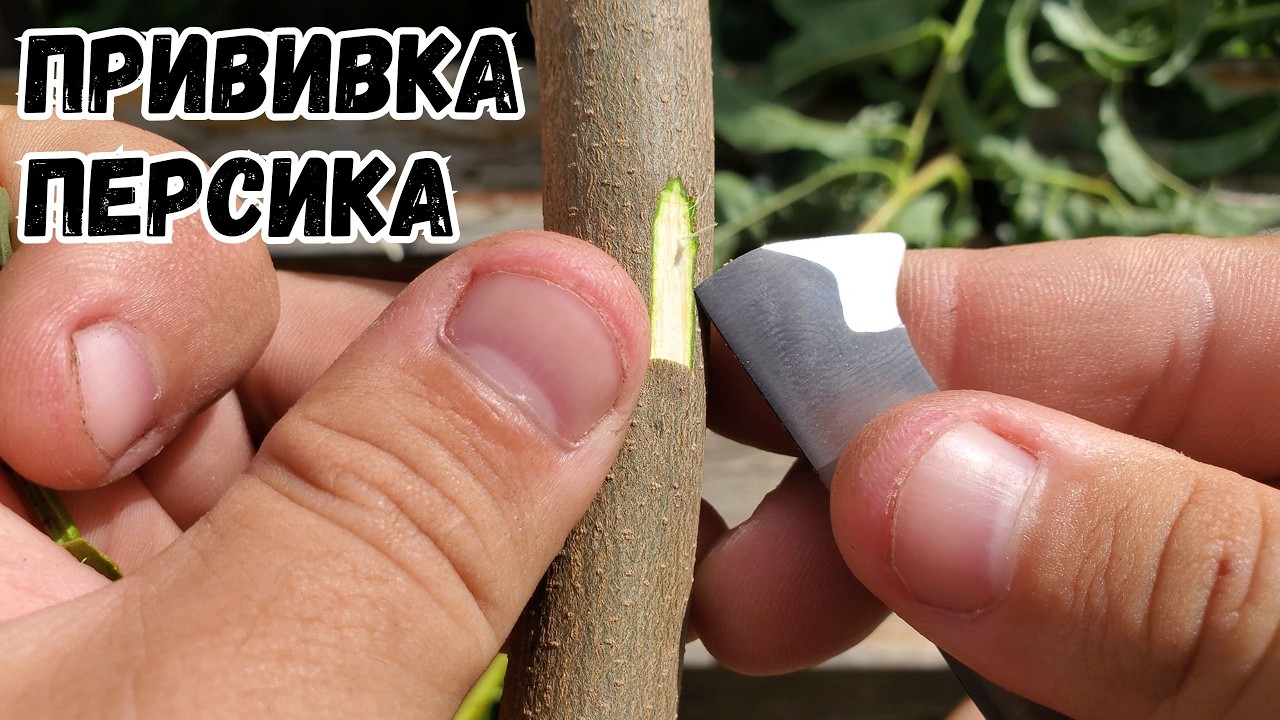 Летняя Прививка Персика Почкой. Окулировка Персика.
