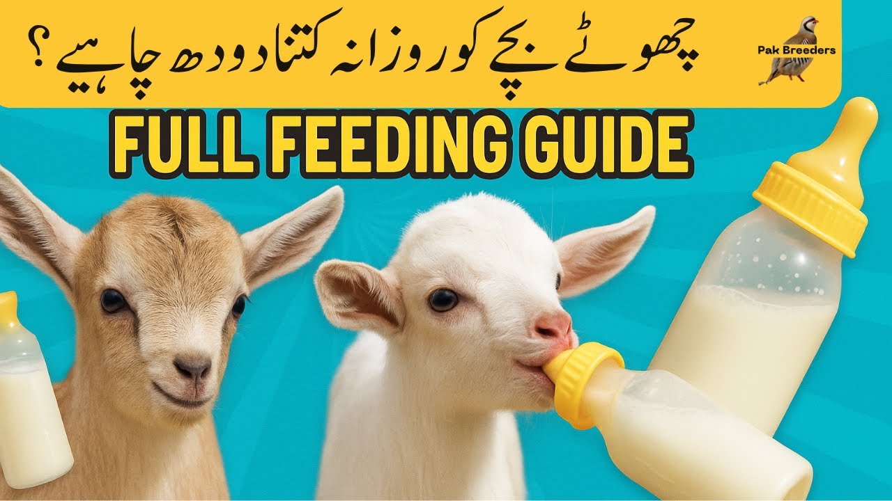 How Much Milk Does a Baby Goat Need Daily? Full Feeding Guide | Pak Breeders