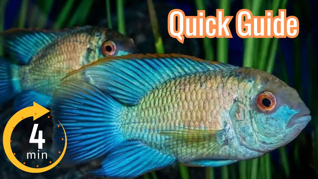Electric Blue Acara: The Ultimate Care Guide