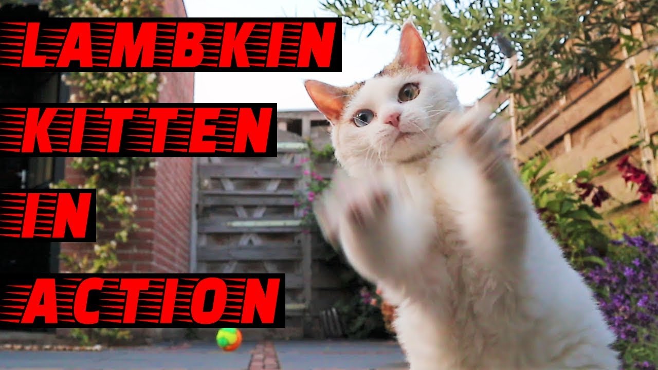 Lambkin Kitten in Action