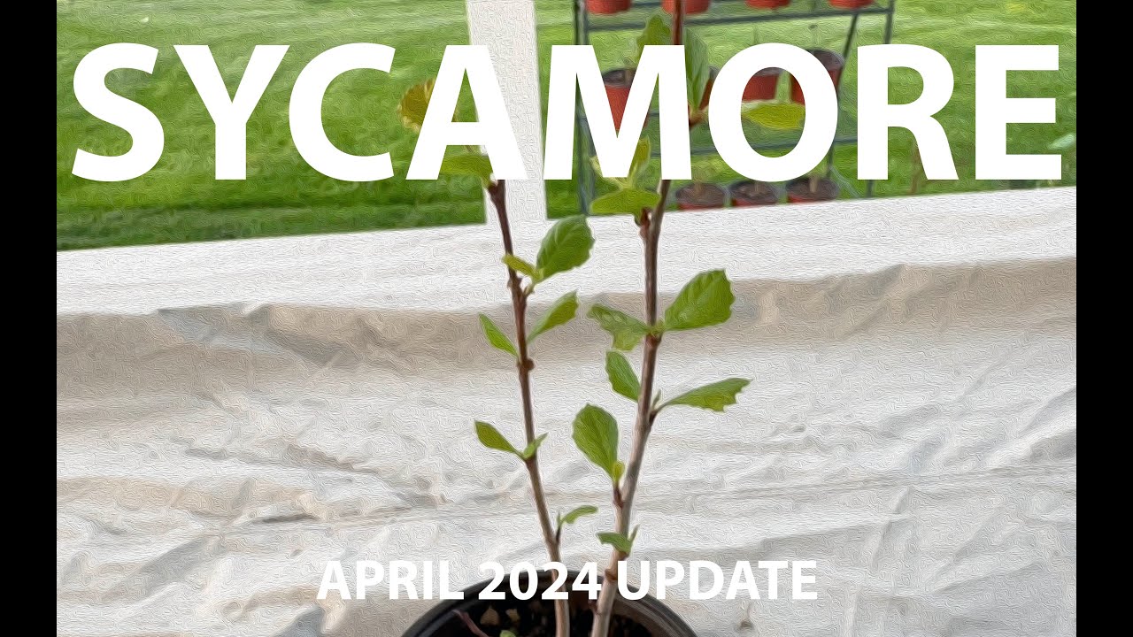 Sycamore Tree Bonsai from Cutting: April 2024 Update 🌳 #SycamoreBonsai #BonsaiProgress