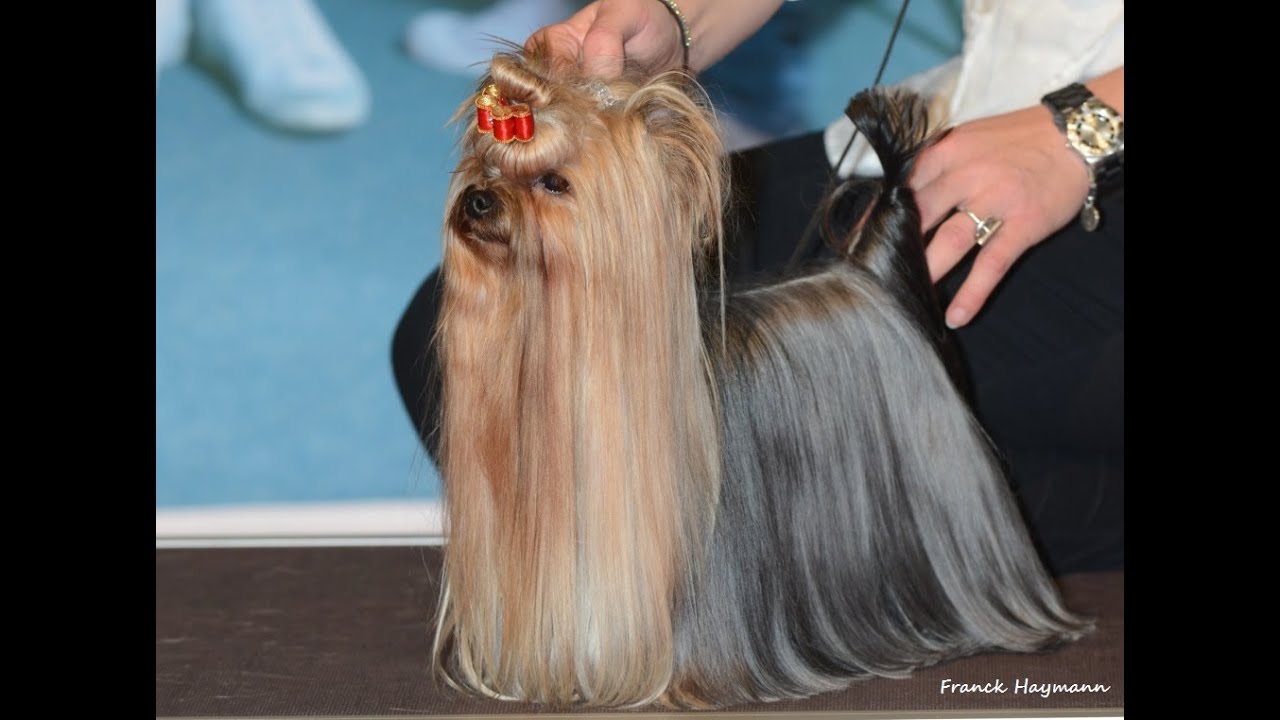 Le Yorkshire Terrier