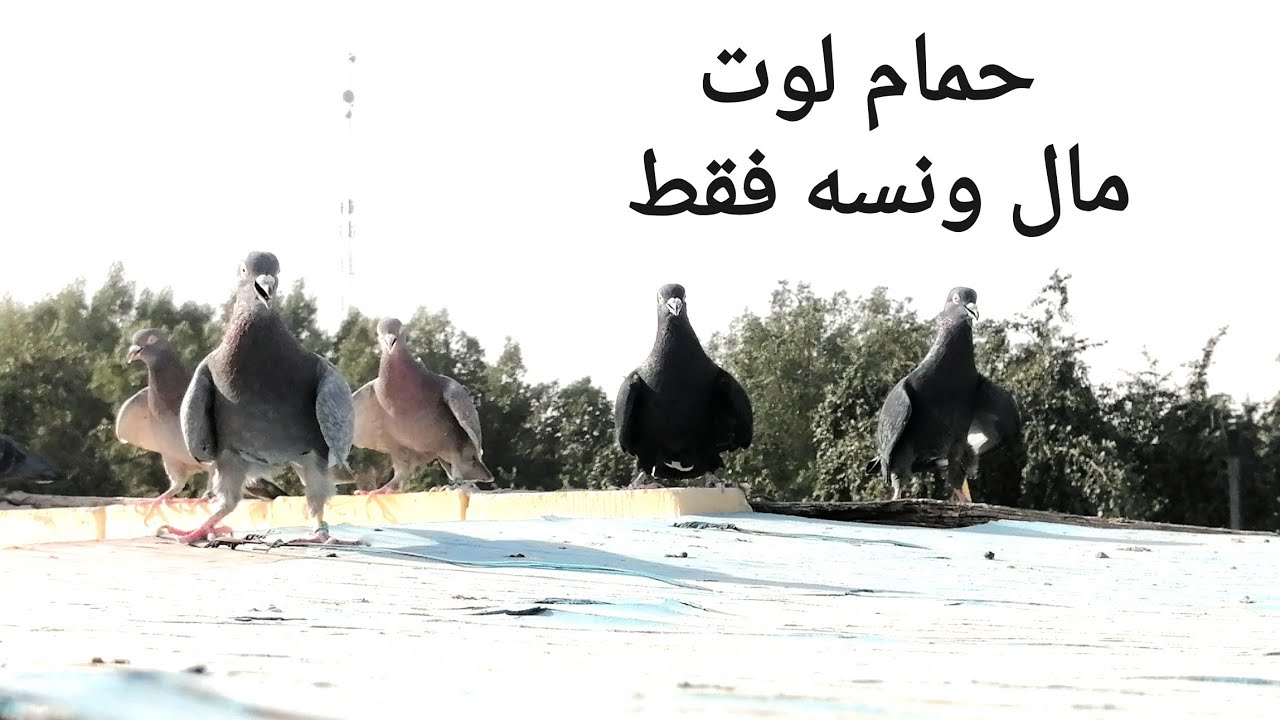 سطح الجناي سيد حيدر.. كربلاء.. اختصاص لوت