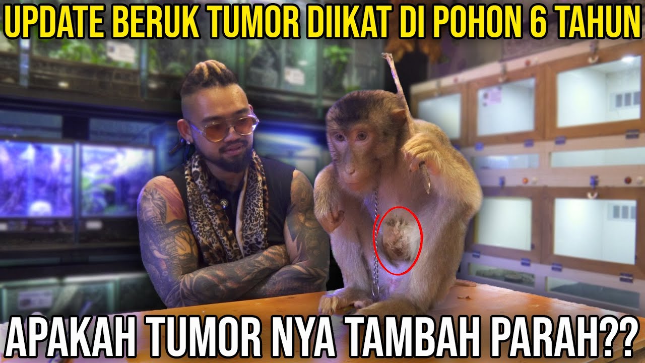 UPADATE BERUK TUMOR DIIKAT DI POHON 6 TAHUN, APAKAH TUMOR NYA TAMBAH PARAH ?? #AudreyA