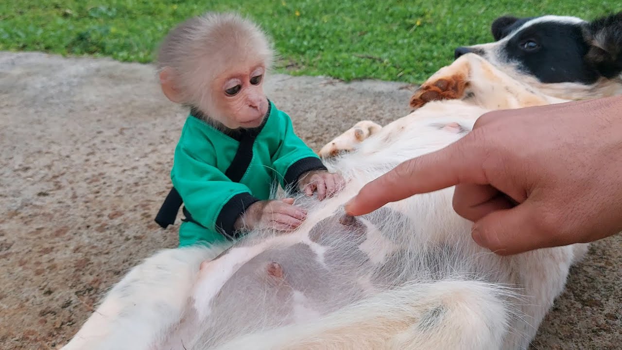 Monkey Bon discovered that dogs Nau and Den were pregnant