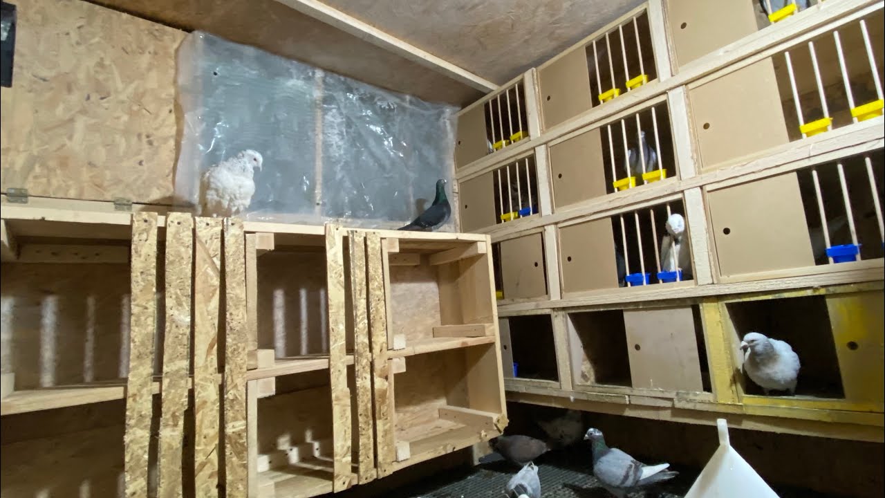 UPDATE, am terminat boxele din voliera porumbeilor!