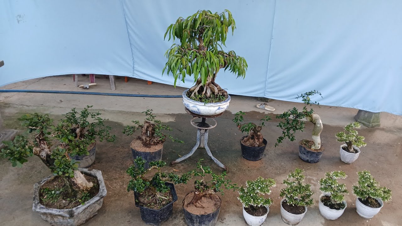 Chiều 7/3 #0346714857 gl xanh quê. Sơn trà. Mai chiếu thủy. Trà phúc kiến. Hút mật...bao ship 🥰🥰🥰