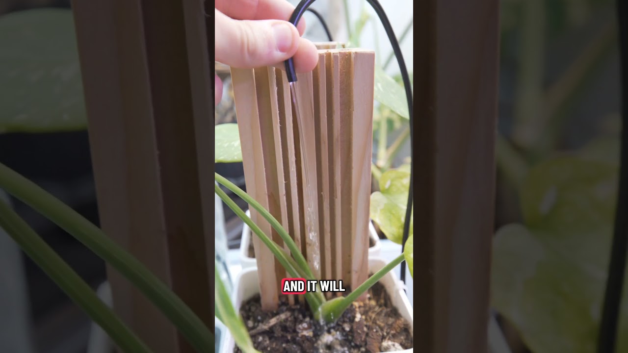 Konfiguracja mojej konstelacji Monstera Thai, aby odnieść sukces