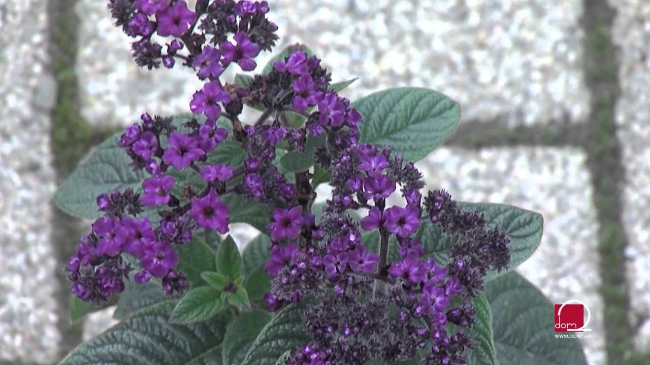 Zasadite ljetnice koje će izdržati i najjače ljetno sunce
