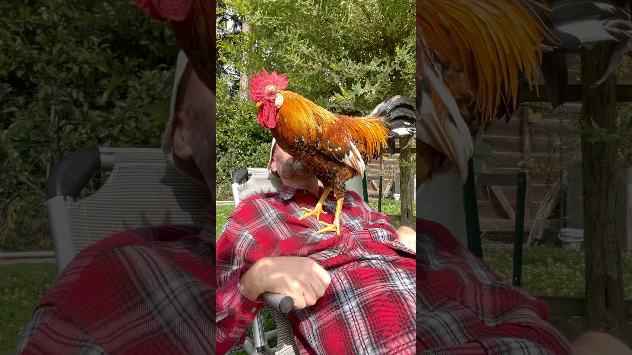 2 coqs font la sieste 🫠