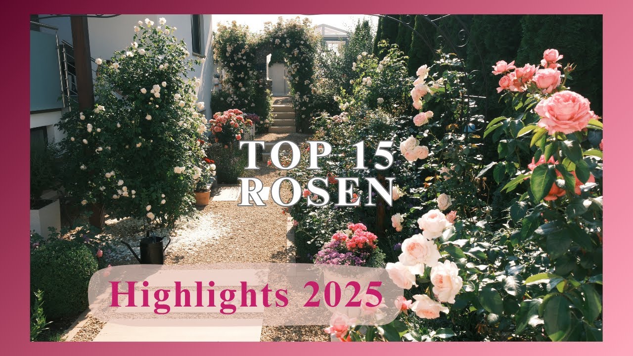 Rose Show! | Highlights 2025 | Meine Top 15