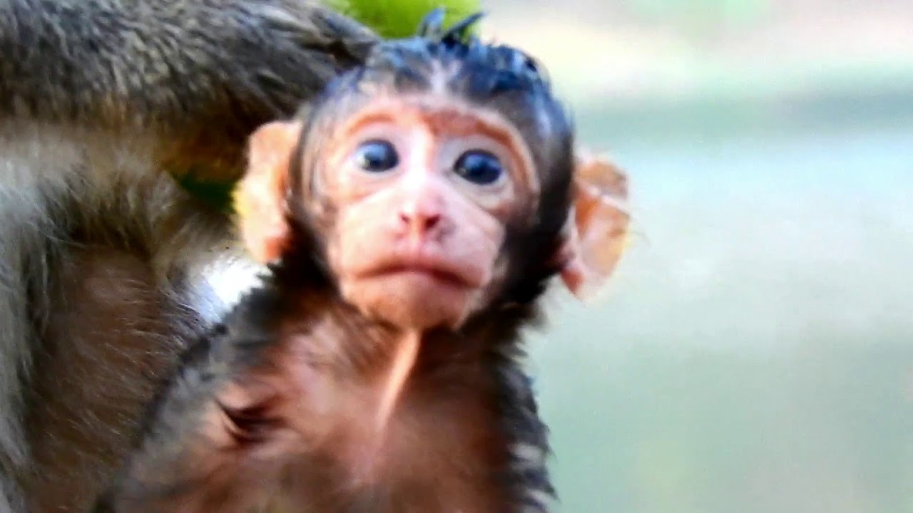 Pity Newborn Baby Monkey Lucas So Hungry | Cute Baby Monkey Lucas | Monkey Crying