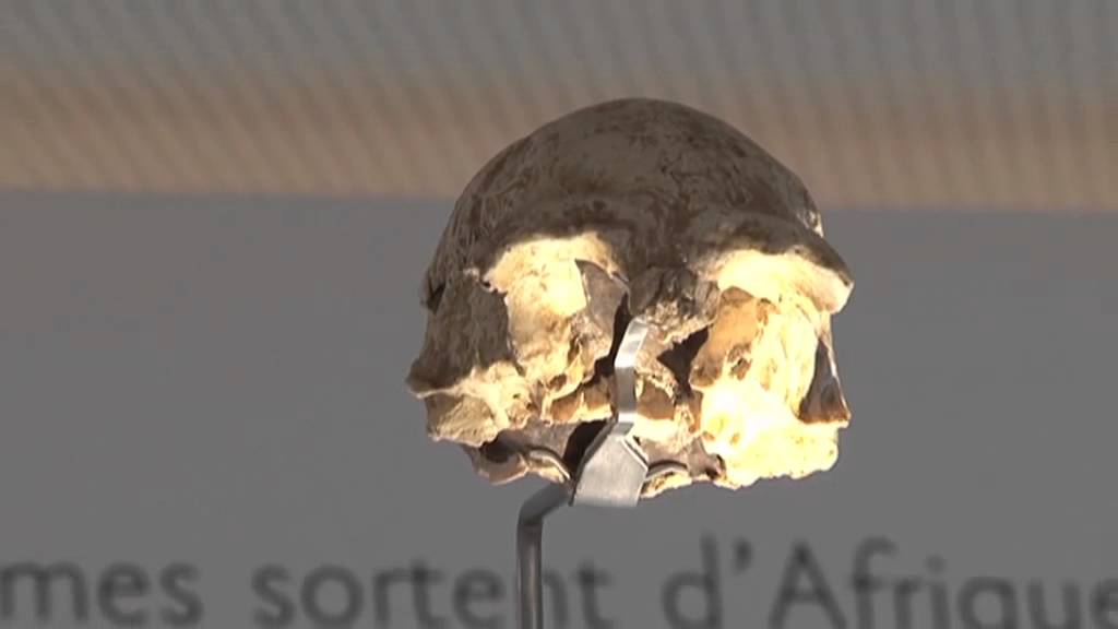 Au musée de l'homme, Dominique Grimaud-Hervé présente nos lointains ancêtres