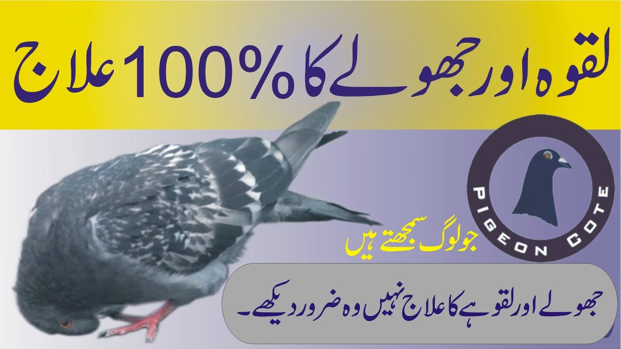 Laqwe Or Jholay Ka 100% Ilaj | Laqwa Ki Wajoohat Alamat Aur ilaj | Pigeon Cote