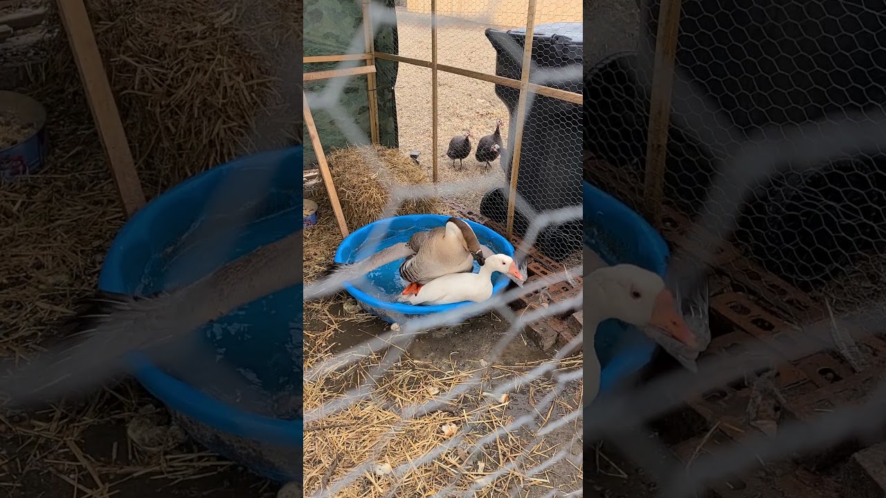 my Geese mating