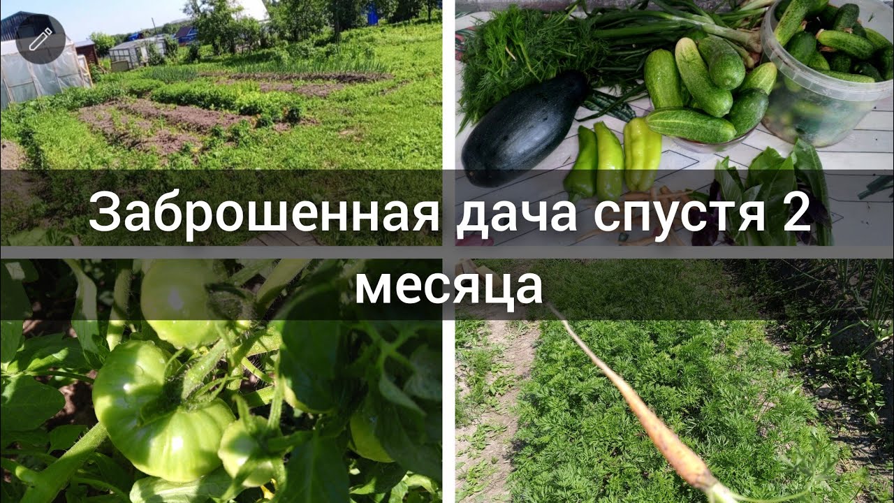 Обзор огорода 8 июля/ сбор урожая на заброшенной даче
