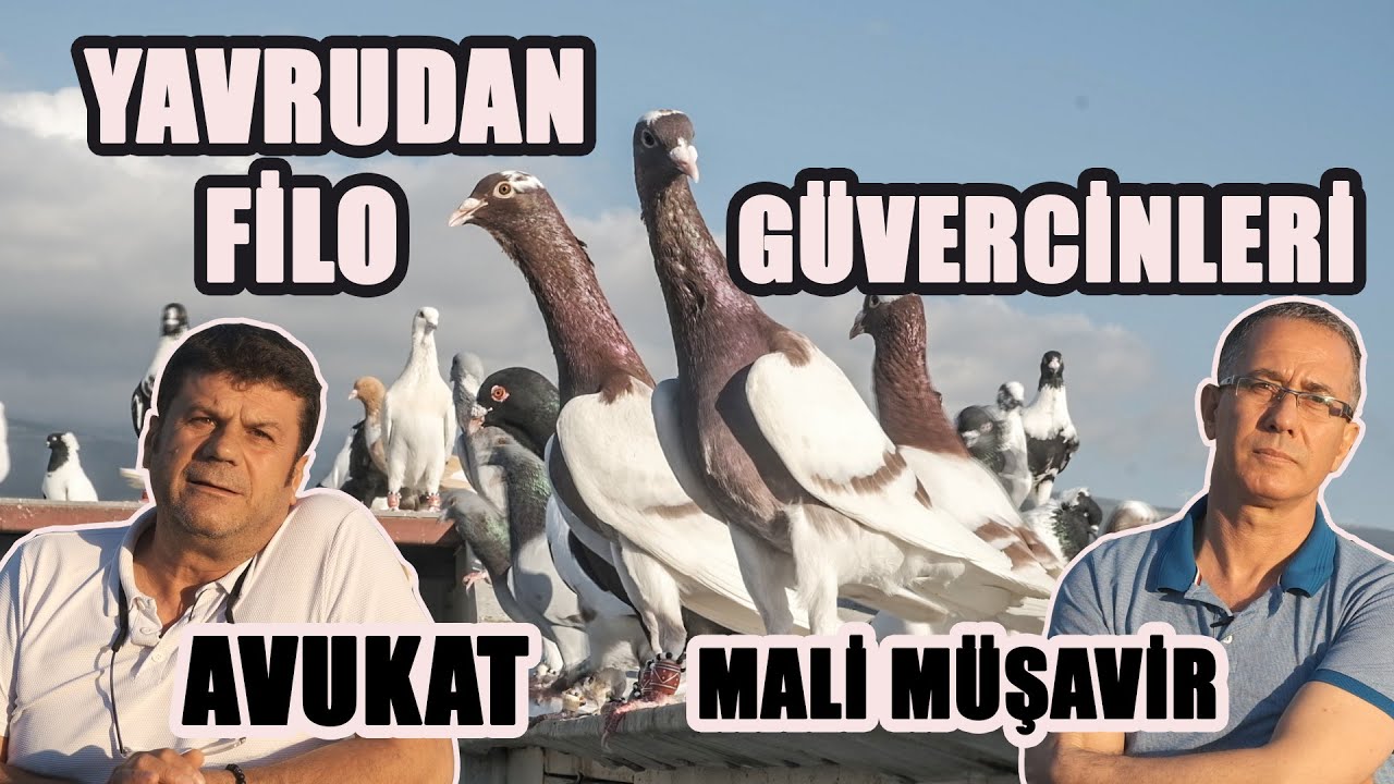 YAVRUDAN FİLO GÜVERCİNLERİ - AVUKAT ALİ AVCI / M. MÜŞAVİR İBRAHİM KAYNAR