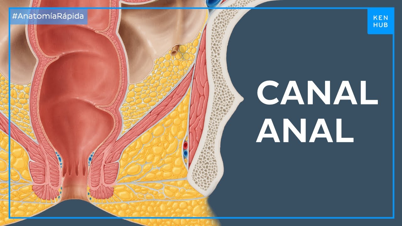 Estructura del canal del ano - Anatom&iacute;a F&aacute;cil | Kenhub