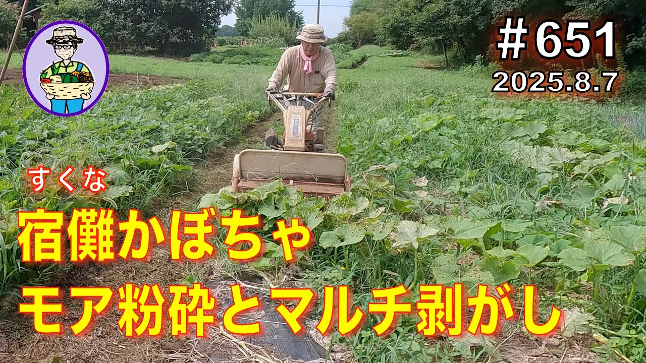 【かぼちゃ】第651話、宿儺かぼちゃ２番手をモア粉砕して、マルチを剥がす。#オーガニック栽培 #家庭菜園 #農業VLOG