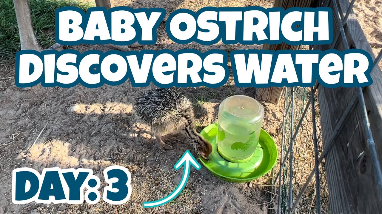 Ostrich Babies: Day 3 Discovering Water!!!