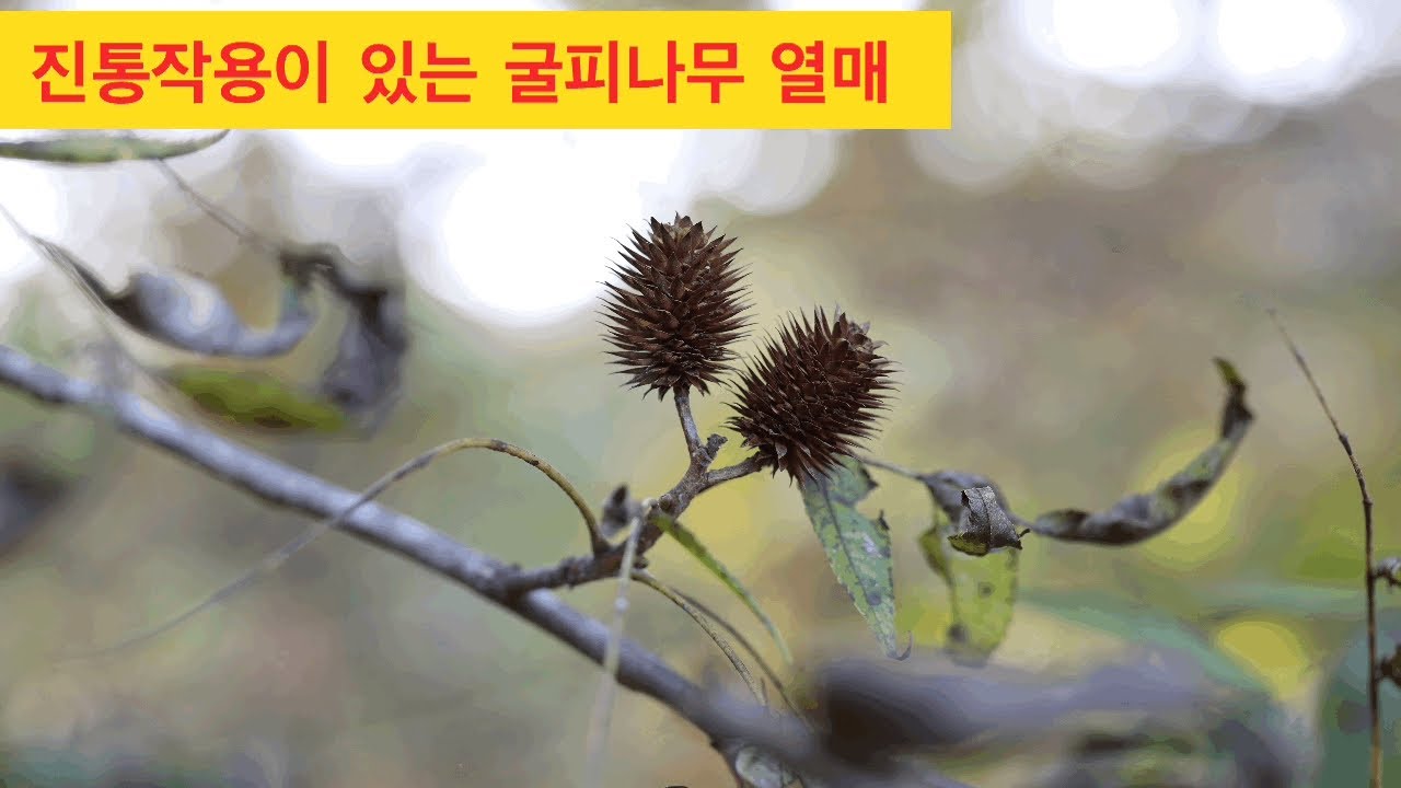 진통작용이 있는 굴피나무열매