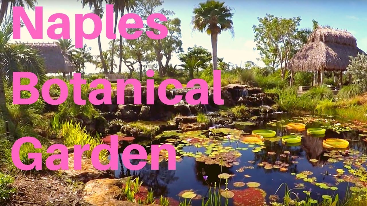 Naples Botanical Garden  - NAPLES FLORIDA before Hurricane Ian damage #hurricaneian
