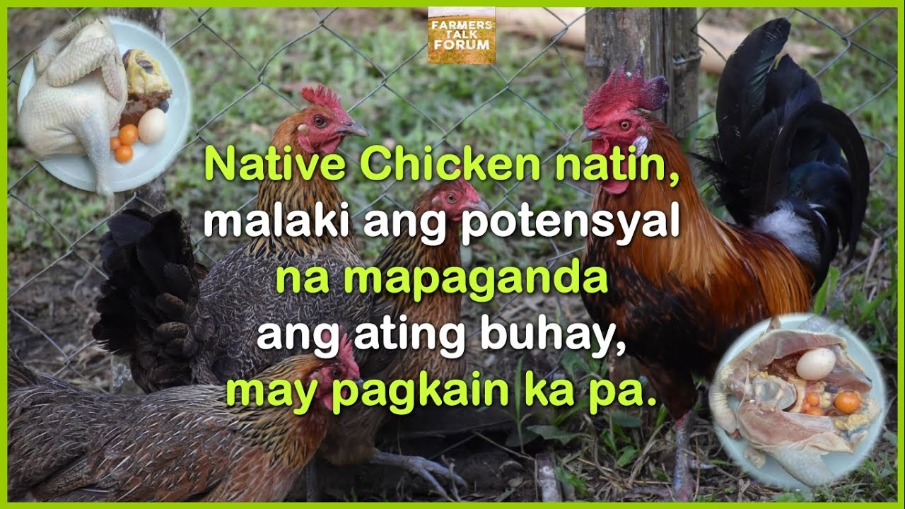 Native Chicken natin, malaki ang potensyal na mapaganda ang ating buhay, may pagkain ka pa.