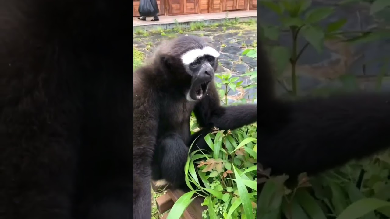 #funny  #monkey  #screaming  😂😂❤