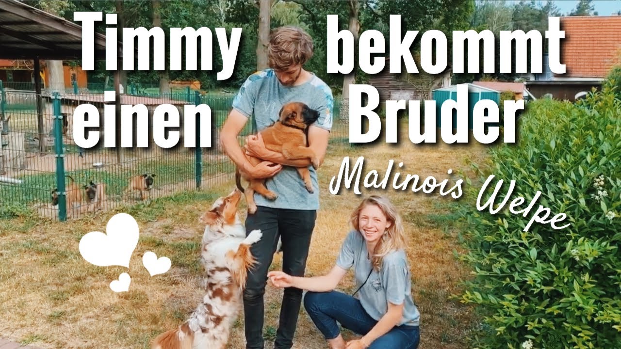 Malinois Welpen abholen - ein Belgischer Schäferhund Welpe zieht ein!