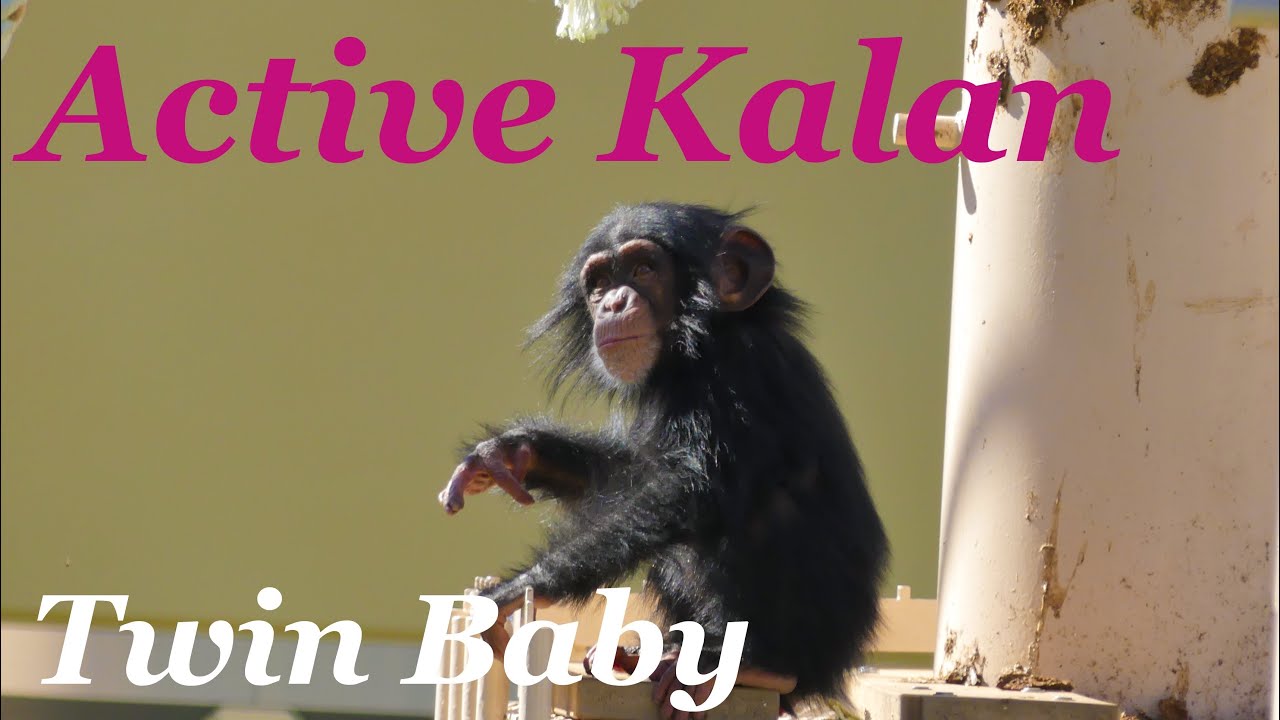 Higashiyama Zoo Chimpanzees - Twin Babies 2018/11/14 ②