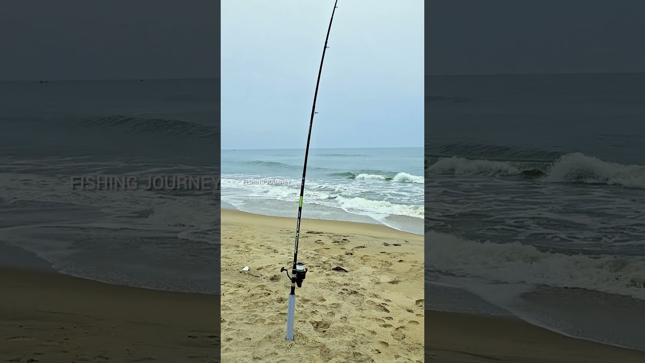 Big Fish Hooked On Surf #fishing #shorts #fishingvideo #camping #trending #fish #ocean #beach