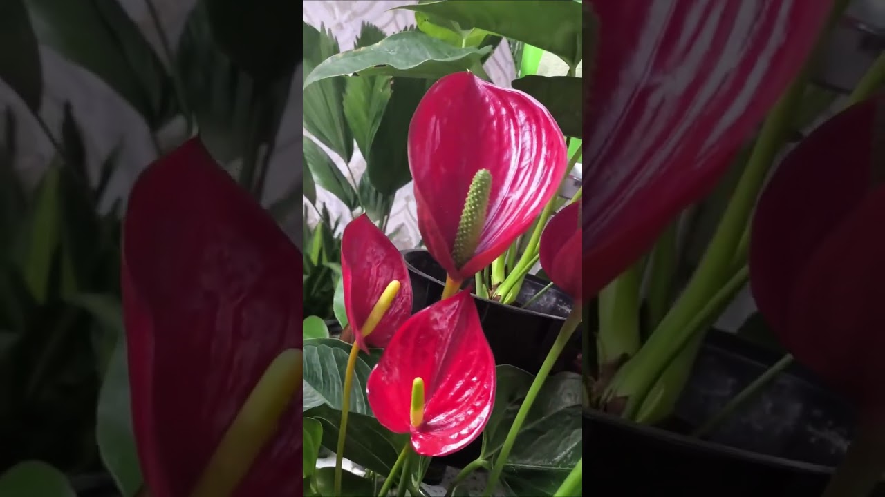 flovers_plant_world
