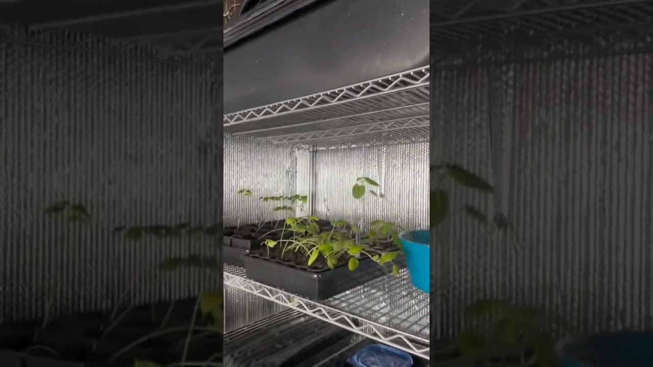 T5 LED Grow Lights #aquaponicssystem
