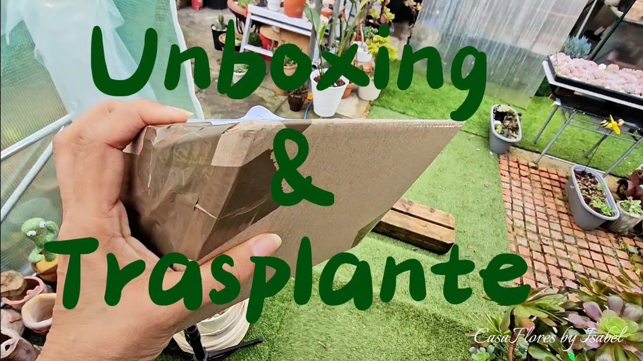 PLANTANDO nuevas SUCUS #unboxing  #suculentas #jardin 