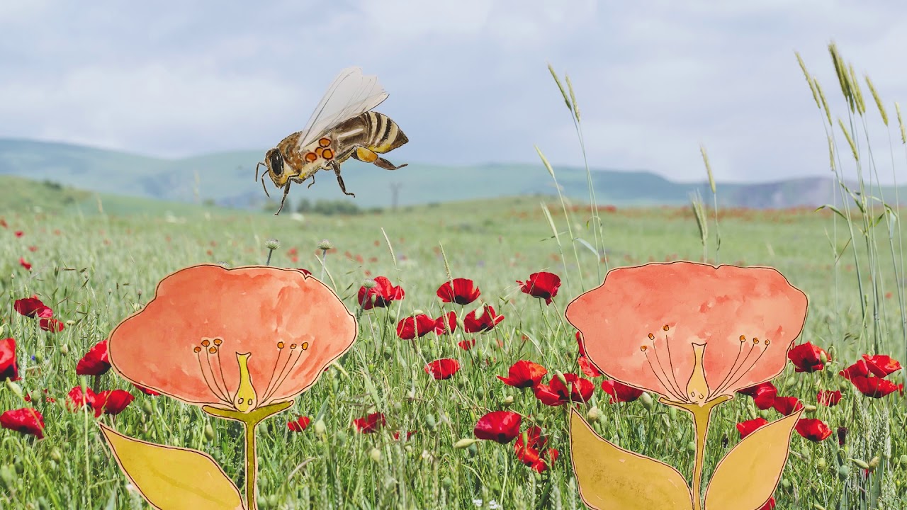 Pollinering av blommor