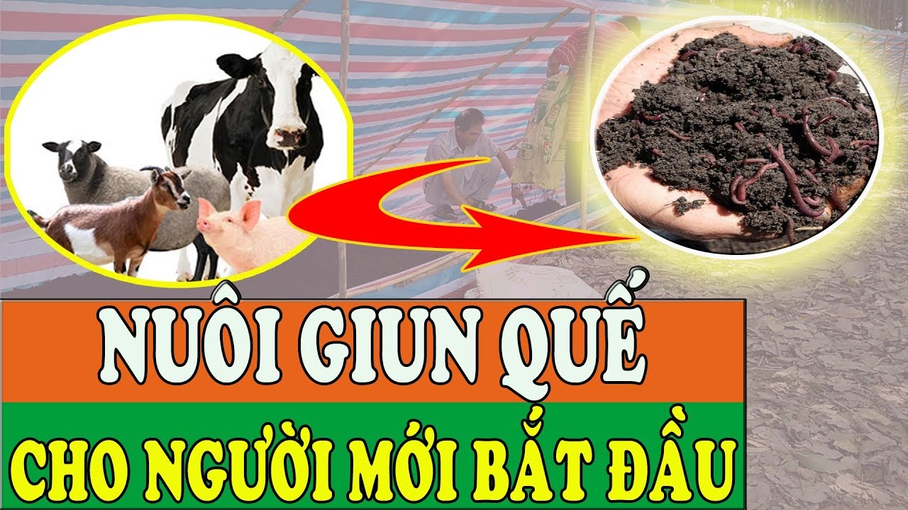 Kỹ thuật Nuôi GIUN QUẾ ĐƠN GIẢN cho NGƯỜI MỚI bắt đầu