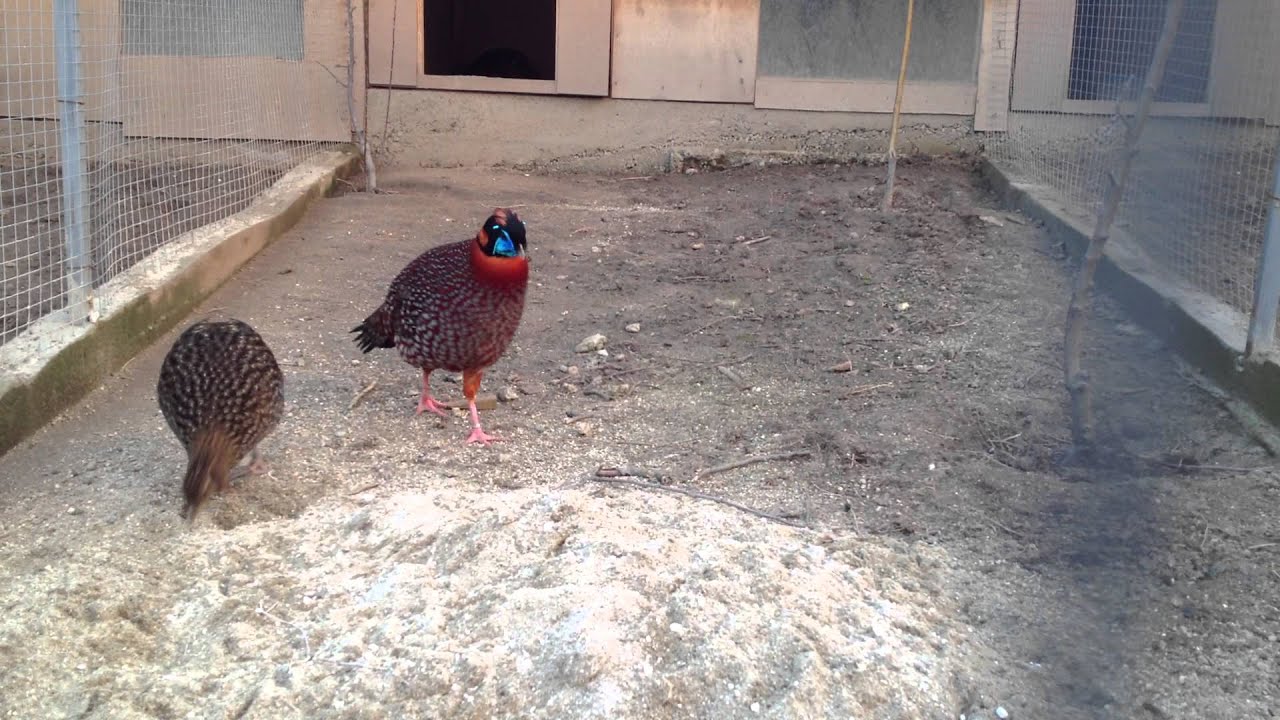 Tragopan Satyra / Трагопан Сатира