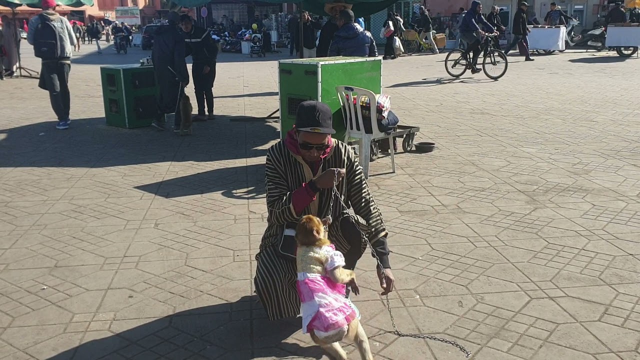 JAMAA EL FENA MARRAKECH  Singe Monkey ساحة جامع الفنا قرد مراكش 🤣🤣🤣