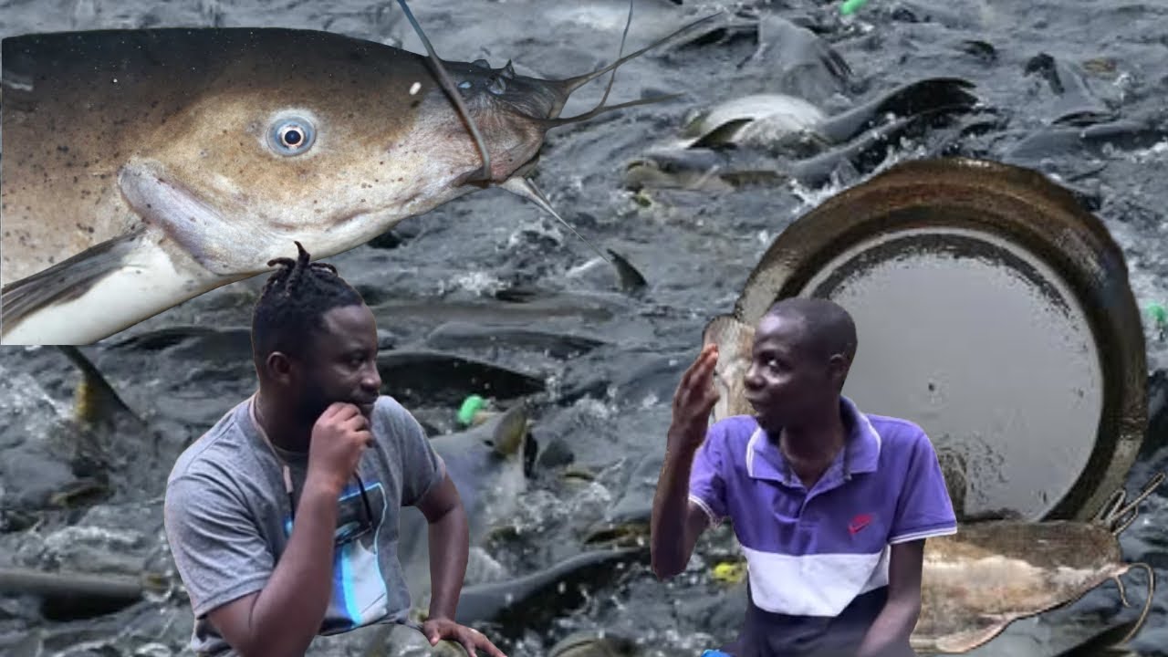 One Of The Wonders In Ashanti Region: You're Not Allowed To Eat Catfish From This River, This Is Why
