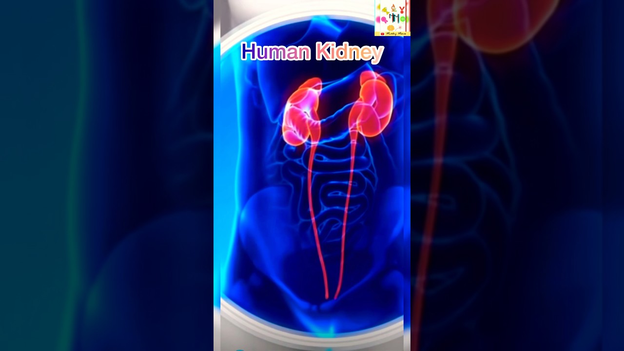 #kidney #3danimation #ai #class #10science #9science #11science #12science #science #motivation