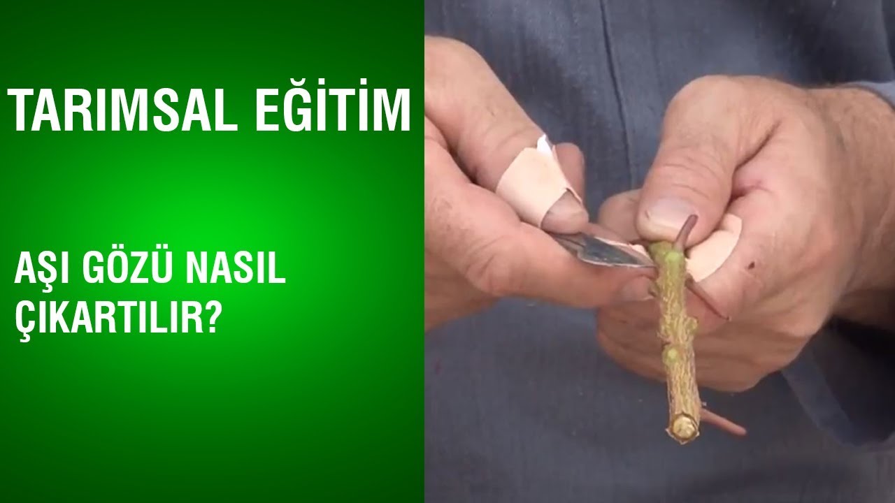 Tarımsal Eğitim - Aşı Gözleri Nasıl Çıkartılır?