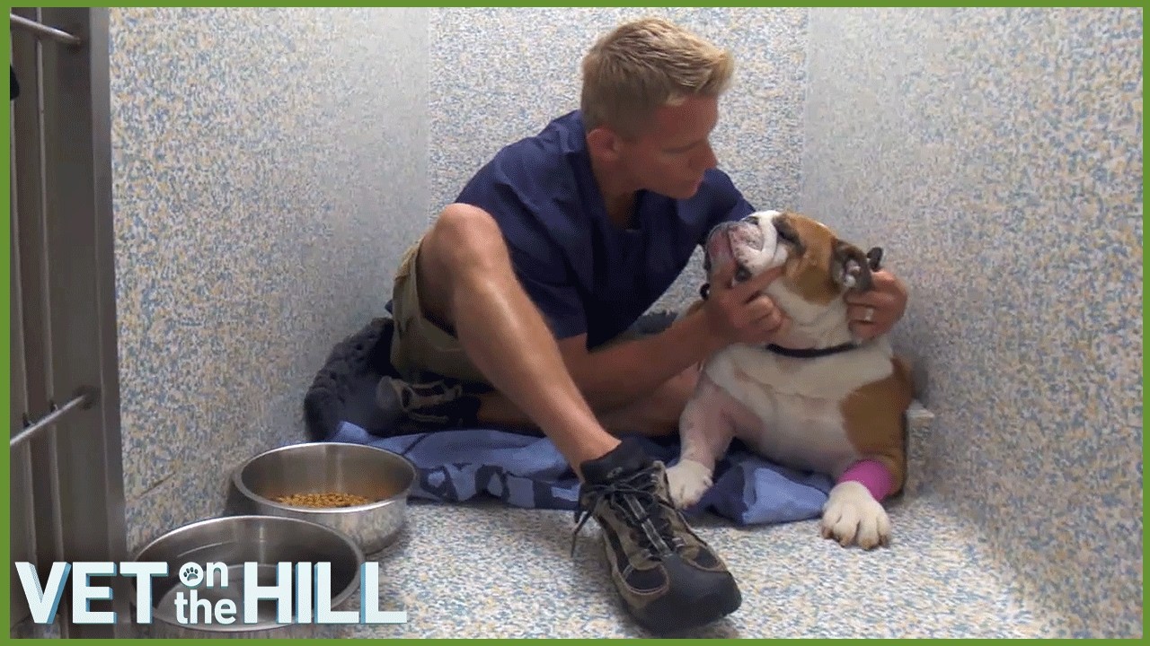 Bulldog With Painful Arthritis Can Barely Move 😥 | Vet On The Hill Extended