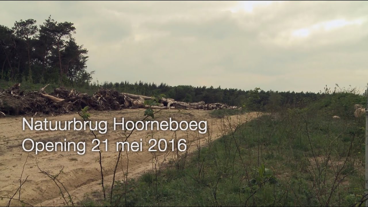 Impressie opening natuurbrug Hoorneboeg 21 mei 2016