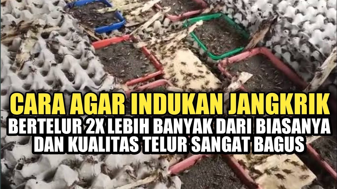 Cara perawatan indukan Jangkrik agar bertelur 2x lebih banyak dan kualitas telur sangat bagus