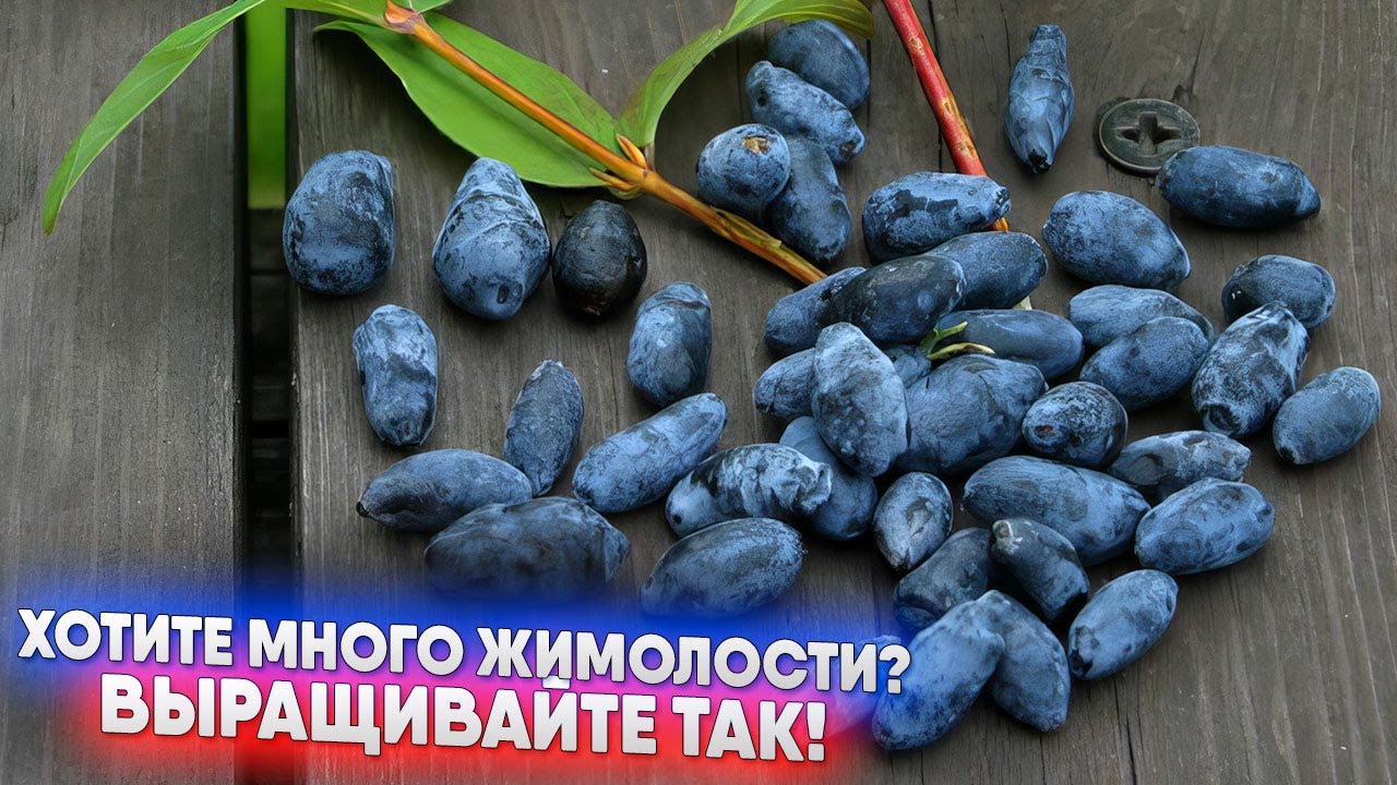 Хотите много жимолости? Выращивайте так!